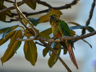 maroon-bellied parakeet (Pyrrhura frontalis) perched in a tree in the wild