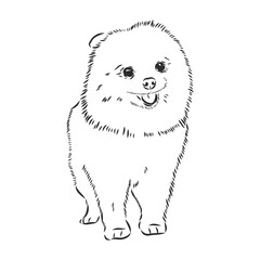 German Spitz. Pomeranian Dog. hand drawn. Vector illustration