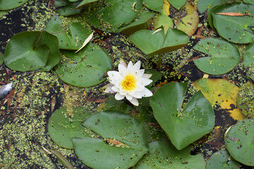 Lily pads
