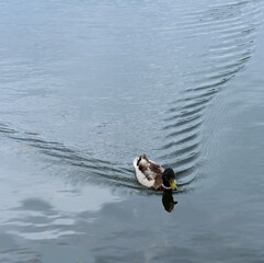 Duck swimming making waves