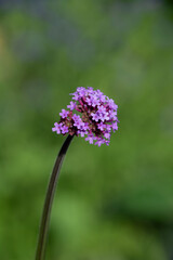 blooming common verbena or Purpletop vervain growing in the herb garden