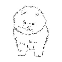 German Spitz. Pomeranian Dog. hand drawn. Vector illustration