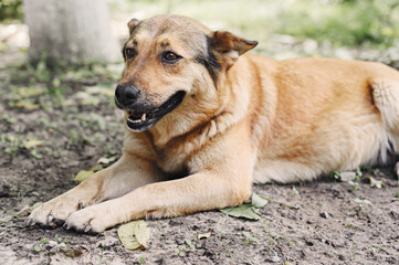 A large light brown mongrel is resting in the garden.