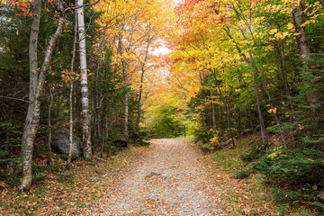 Deserted trail through a colourful forest at the peak of fall foliage