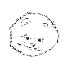 German Spitz. Pomeranian Dog. hand drawn. Vector illustration