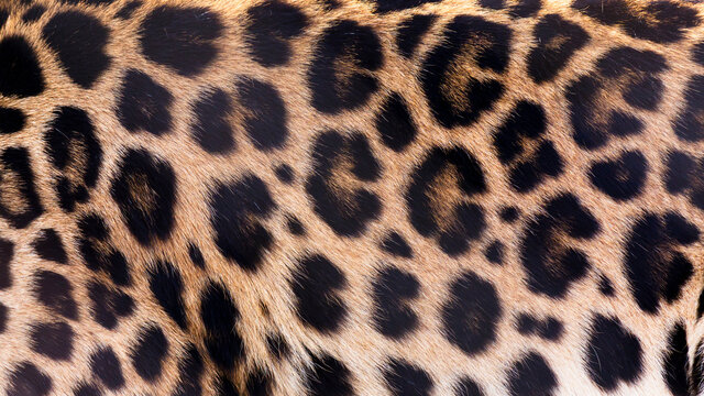 Spotted leopard fur background texture close-up