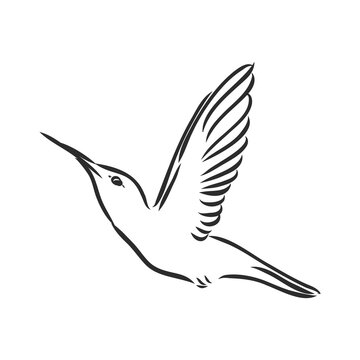 Hand Drawn vector illustration isolated on white background. Sketch for tattoo.Hummingbird drawing.