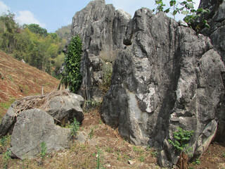 tree in the mountains