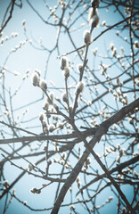 Branches return against the background of the blue sky.