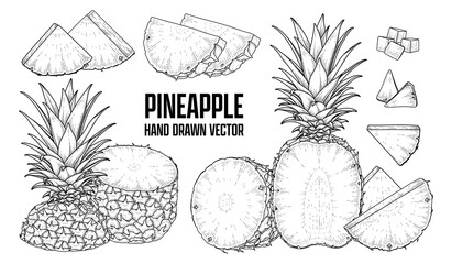 Tropical plant Pineapple Hand drawn Sketch vector Botanical illustrations