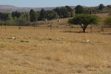 Fototapeta na wymiar winter brown grassland landscape with cows in the field
