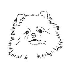 German Spitz. Pomeranian Dog. hand drawn. Vector illustration