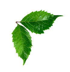 Two fresh green leaves close up isolated on white background.