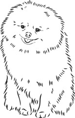 German Spitz. Pomeranian Dog. hand drawn. Vector illustration