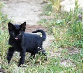 Naklejka na ściany i meble black kitten on grass