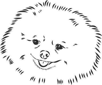recommend clip art: German Spitz. Pomeranian Dog. hand drawn. Vector illustration