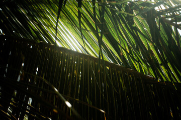 Naklejka premium Tropikalny krajobraz, palmy kokosowe na tle nieba i słońca.