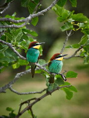 European bee-eater ( Merops apiaster ) is sitting on a twig