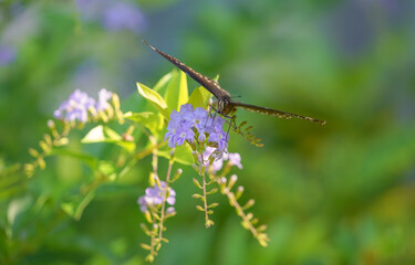 Fototapeta premium Top view of a black butterfly sucking nectar from a golden dewdrop flowers tree in the morning sunlight.soft focus