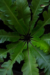 bird's nest fern in dark background as background picture