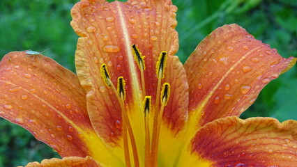 orange flower with water drops