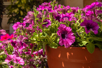 Close-up of a pink Petunia plant, Petunia violacea Lindl