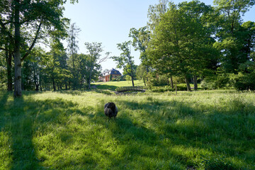 Walk in the park. This beautiful park is located in Oslo, Norway. It has a preserved old building open for the public. Sheep's are grassing freely. Ducks and wildlife are also found here.  