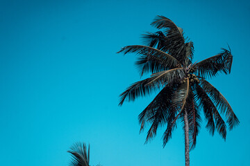 Tropikalny krajobraz, palmy na tle niebieskiego nieba.