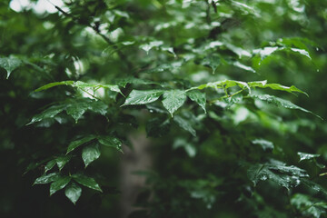 Green beautiful foliage