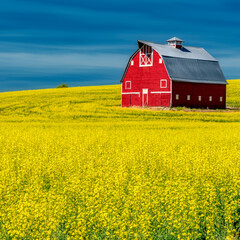 Square crop Red Barn in a field of yellow blooming Canola