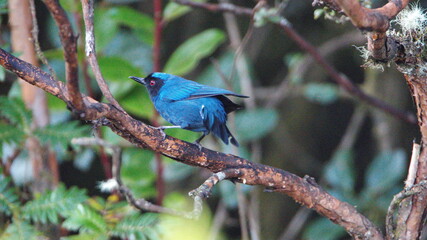 Masked flowerpiercer (Diglossa cyanea) perched on a branch at the Yanacocha Ecological Reserve,...