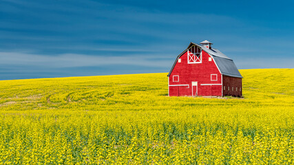 Classic Red Barn in a field of yellow blooming Canola