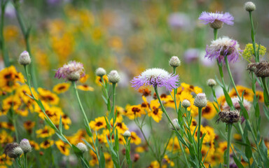 American Basketflower and other wildflowers along the Shadow Creek Ranch Nature Trail in Pearland, Texas!