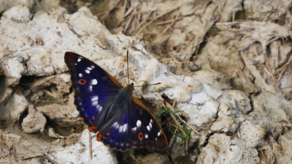 Apatura iris spread her wings on the ground in the forest.