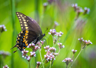 Swallowtail butterfly  on wildflowers!