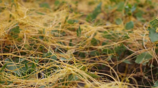 A parasitic yellow dodder plant.