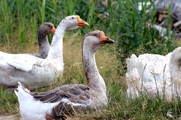 geese for a walk