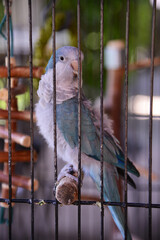 Monk parakeet in birdcage