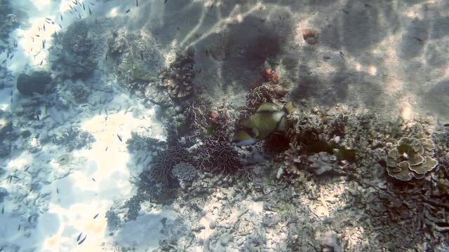 Underwater Filming of Large Trigger fish in Tropical Andaman Sea in Thailand. Underwater Shot of Aggressive Big Titan Triggerfish, Marine Life of Sea Creatures in Blue Water with Corals, Snorkeling