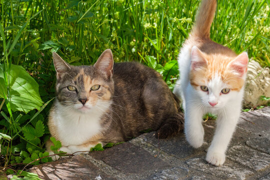 Gefleckte Katzenmutter mit ihrem roten jungen K&auml;tzchen.