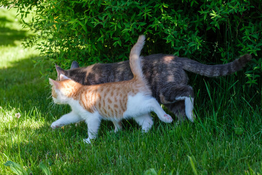 Gefleckte Katzenmutter mit ihrem roten jungen K&auml;tzchen.