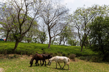 Fototapeta na wymiar Horses grazing at various places