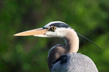 A Great Blue Heron (Ardea herodias) head shot portrait with raised crest