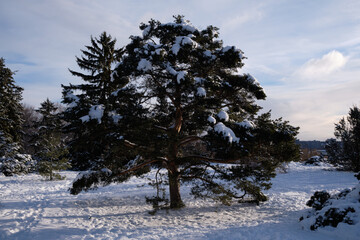 A Pyramidal Scots Pine, pinus sylvestris Fastigiata, covered with snow on a sunny winter day