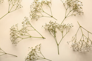 Beautiful gypsophila flowers on color background