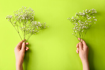 Female hands with beautiful gypsophila flowers on color background