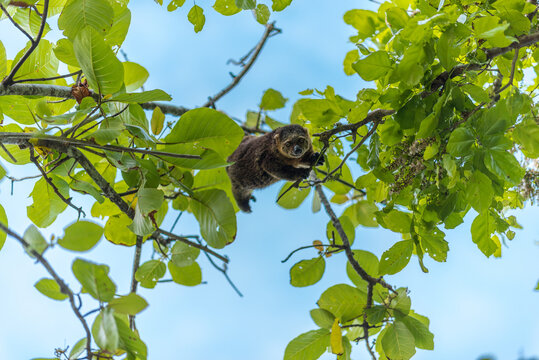 The bear cuscuses are arboreal marsupials that live in the upper canopy of tropical rainforests. They are found only in Indonesia on Sulawesi and some smaller nearby islands 