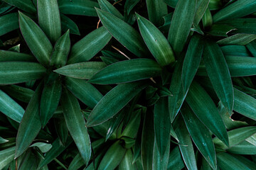 Naturalne zielone tło, zbliżenie na tropikalne liście rośliny. - obrazy, fototapety, plakaty