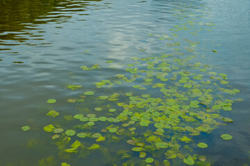 Green leaves of water lilies on the water surface. Natural plant background
