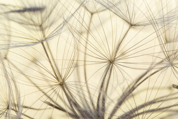Tragopogon porrifolius Purple salsify vilanos and seeds with umbrella shaped feathery filaments on defocused yellowish brown background
